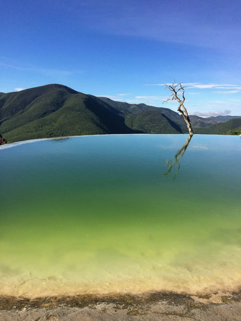 bare tree on body of water